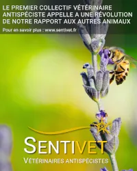 Photo d'une abeille avec le logo sentivet et la phrase indiquant que le premier collectif vétérinaire antispeciste appelle à une révolution de notre rapport aux autres animaux.