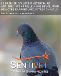 Photo d'un pigeon avec le logo sentivet et la phrase indiquant que le premier collectif vétérinaire antispeciste appelle à une révolution de notre rapport aux autres animaux.