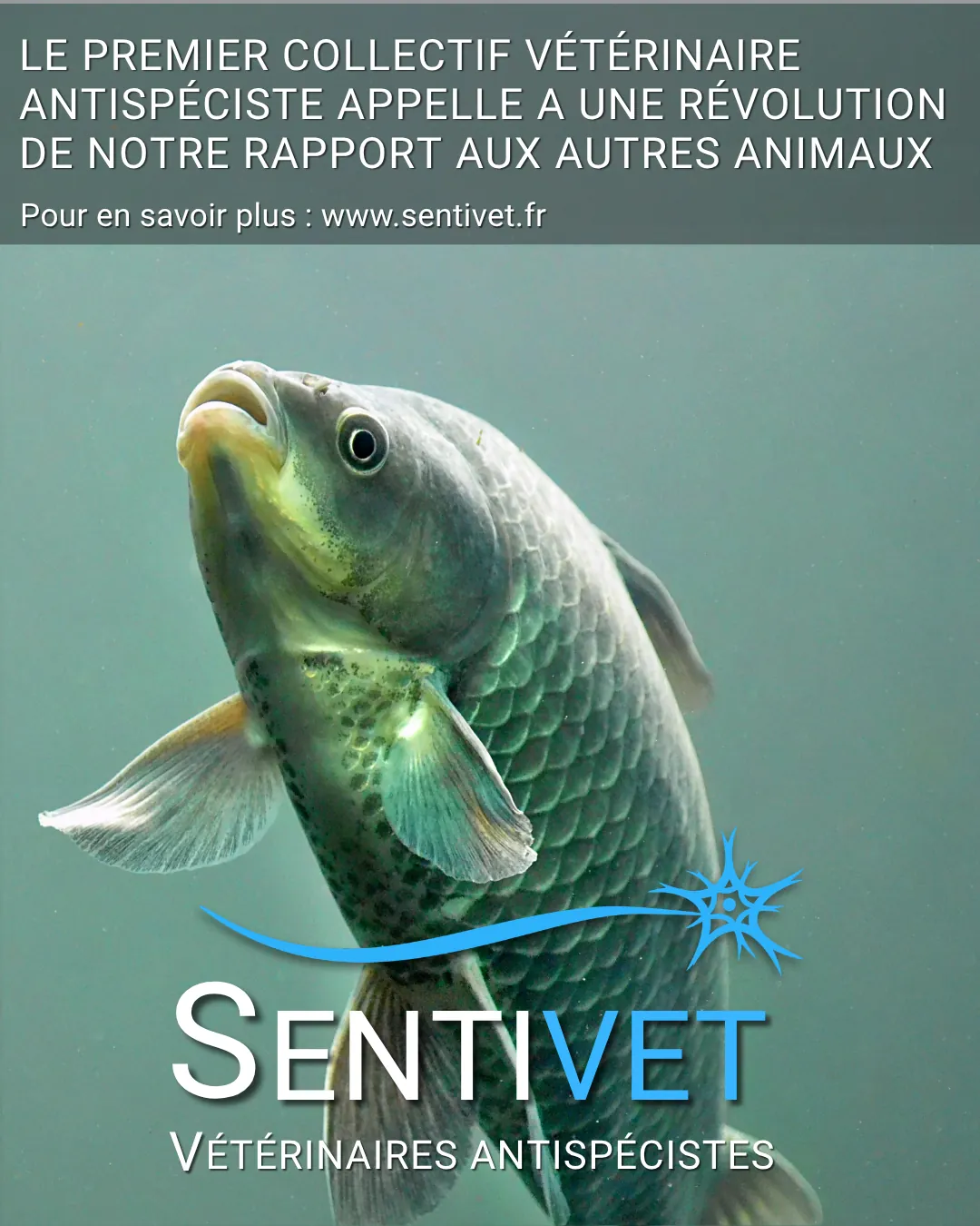 Photo d'une poisson avec le logo sentivet et la phrase indiquant que le premier collectif vétérinaire antispeciste appelle à une révolution de notre rapport aux autres animaux.